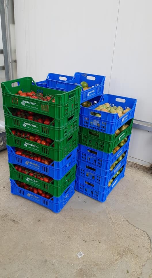 E' iniziata la raccolta dei nostri pomodori!